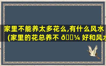 家里不能养太多花么,有什么风水(家里的花总养不 🐼 好和风水有关系吗)